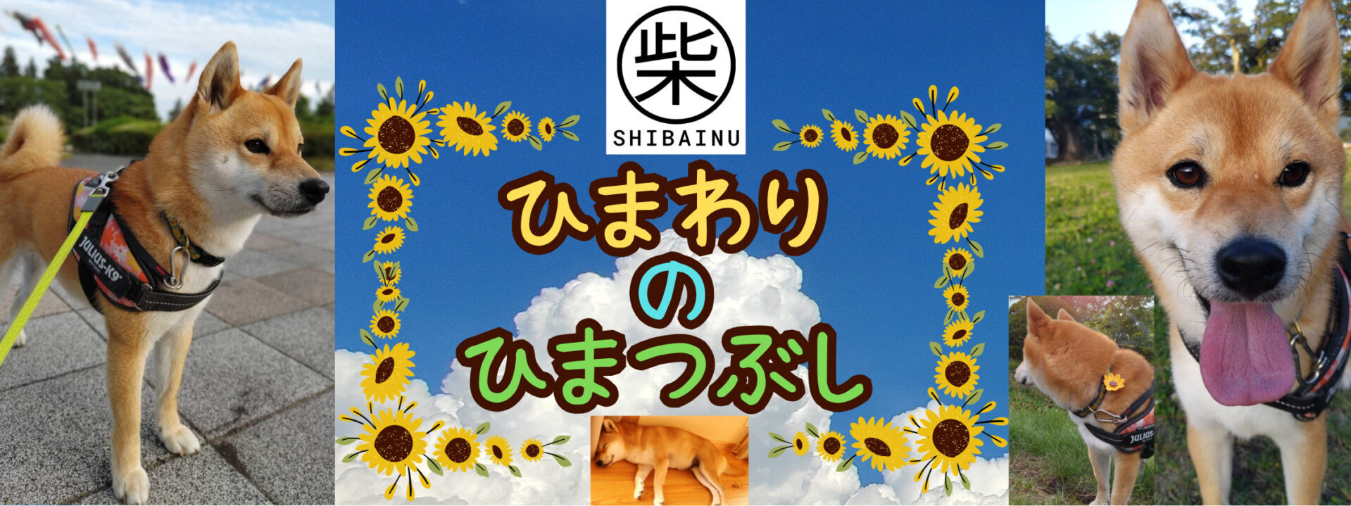 柴犬ひまわりのひまつぶし