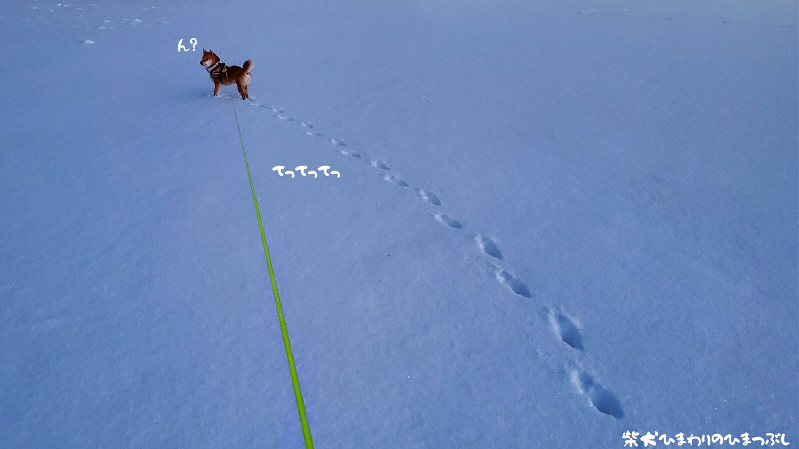 寒さに負けずに新雪での朝んぽ