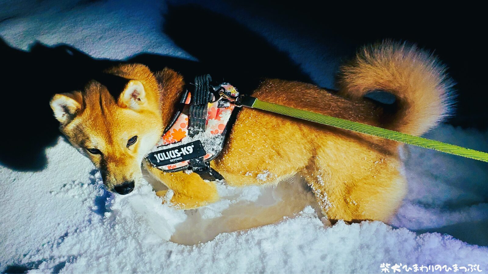 雪もへっちゃらな柴ドーザーひまわり